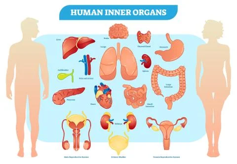 Human Inner Organs Vector Illustration Collection, Male and Female. Stock Illustration