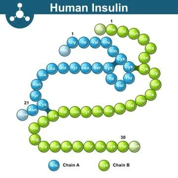 Human insulin hormone molecule Stock Illustration