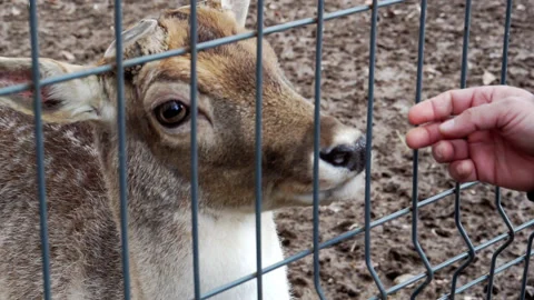 Human interaction with the animal. Stock Footage 236702304