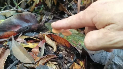 Human Interaction with Nature: Touching Delicate Forest Fungi Vídeos de archivo 335765633
