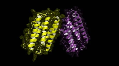 Human interferon beta, rotating cartoon model with semi-transparent surface. Stock Footage 42226253