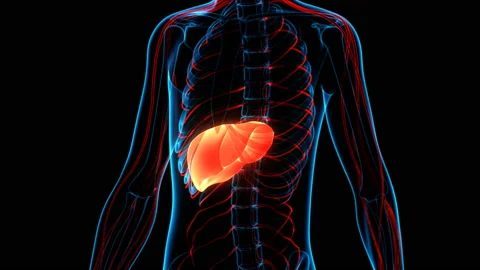 Human Internal Digestive Organ Liver Anatomy Animation Concept Stock-Footage 137081925