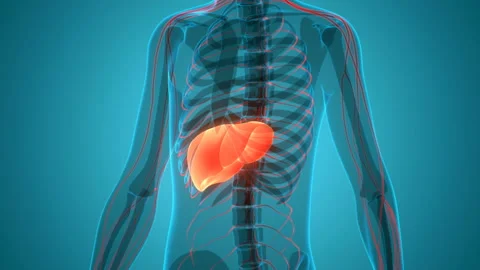 Human Internal Digestive Organ Liver Anatomy Animation Concept Stockbeeldmateriaal 138183520