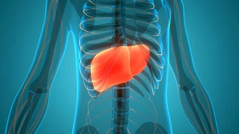 Human Internal Digestive Organ Liver Anatomy Animation Concept 库存影片 138183529