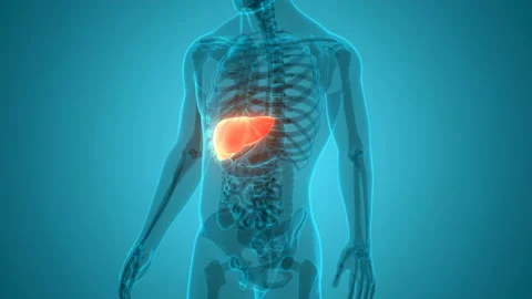 Human Internal Digestive Organ Liver Anatomy Animation Concept 스톡 동영상 138183560