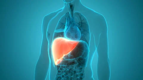 Human Internal Digestive Organ Liver Anatomy Animation Concept Stockbeeldmateriaal 138183571