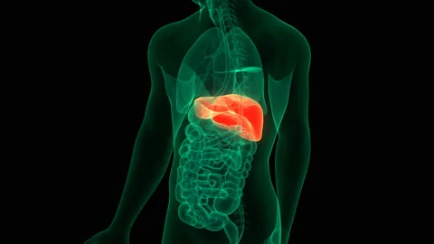 Human Internal Digestive Organ Liver Anatomy Animation Concept 스톡 동영상 139034044
