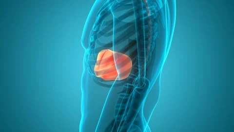 Human Internal Digestive Organ Liver Anatomy Animation Concept Видео 142243644