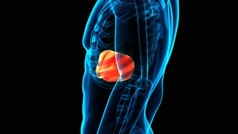 Human Internal Digestive Organ Liver Anatomy Animation Concept Stockbeeldmateriaal 142243676