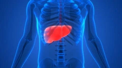 Human Internal Digestive Organ Liver Anatomy Animation Concept Vidéo 142243696