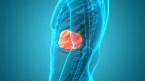Human Internal Digestive Organ Liver Anatomy Animation Concept 動画素材 142243735
