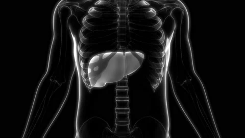 Human Internal Digestive Organ Liver Anatomy Animation Concept 스톡 동영상 142244006