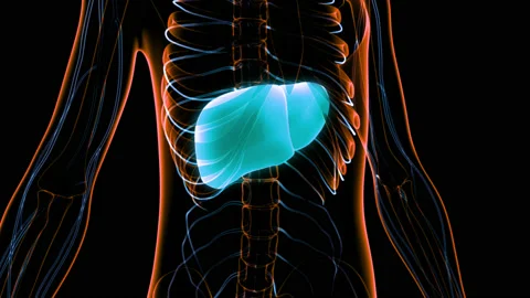 Human Internal Digestive Organ Liver Anatomy Animation Concept Видео 148309630