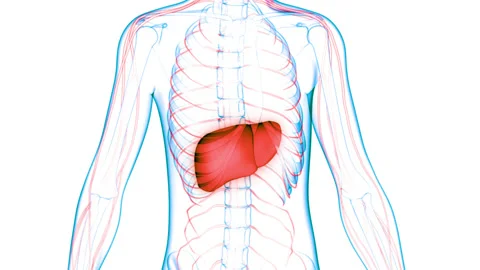 Human Internal Digestive Organ Liver Anatomy Animation Concept Видео 148310782