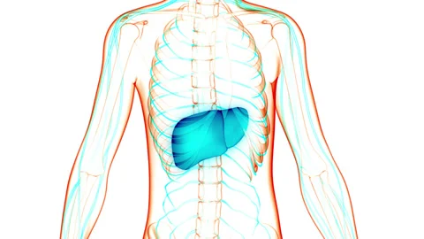 Human Internal Digestive Organ Liver Anatomy Animation Concept Video stock 148311358