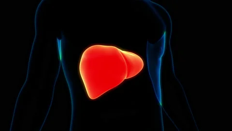 Human Internal Digestive Organ Liver Anatomy Animation Concept 스톡 동영상 154749482