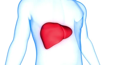 Human Internal Digestive Organ Liver Anatomy Animation Concept Stock Footage 161052359