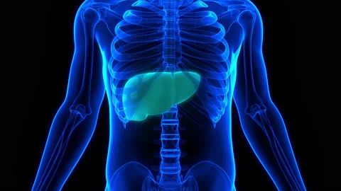 Human Internal Digestive Organ Liver Anatomy Animation Concept 스톡 동영상 161052926