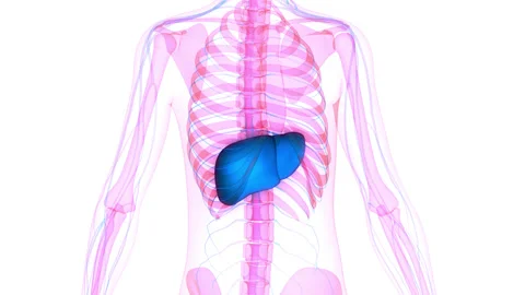 Human Internal Digestive Organ Liver Anatomy Animation Concept Stock Footage 163964053