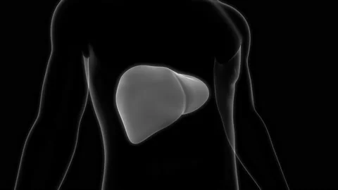 Human Internal Digestive Organ Liver Anatomy Animation Concept Vídeos de archivo 163964526