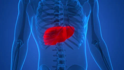 Human Internal Digestive Organ Liver Anatomy Animation Concept 库存影片 163964931