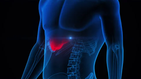 Human Internal Digestive Organ Liver Anatomy Animation Concept 스톡 동영상 163965007
