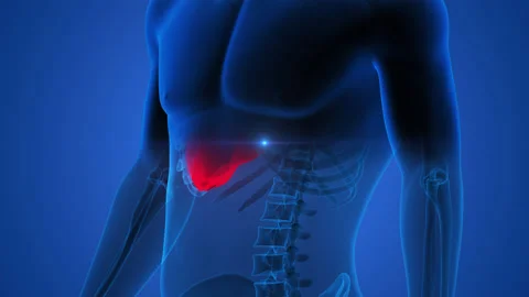 Human Internal Digestive Organ Liver Anatomy Animation Concept 库存影片 163965013