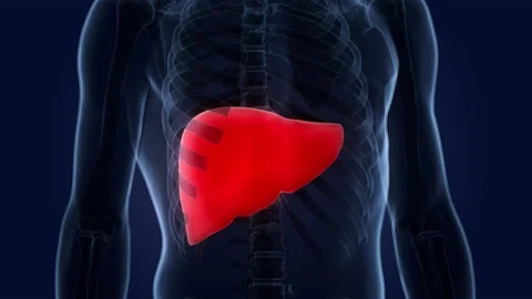 Human Internal Digestive Organ Liver Anatomy Animation Concept 库存影片 164645716
