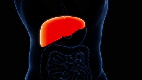 Human Internal Digestive Organ Liver Anatomy Animation Concept 库存影片 165346282