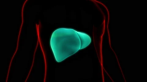 Human Internal Digestive Organ Liver Anatomy Animation Concept 库存影片 166130837