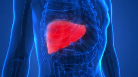 Human Internal Digestive Organ Liver Anatomy Animation Concept Видео 166601408