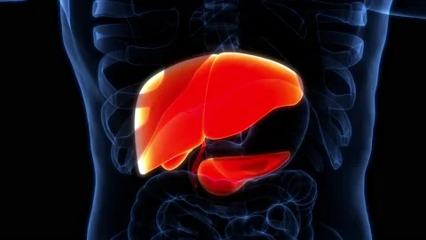 Human Internal Digestive Organ Liver Anatomy Animation Concept Stock Footage 169632905