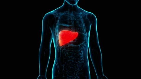 Human Internal Digestive Organ Liver Anatomy Animation Concept Vídeos de archivo 169633915