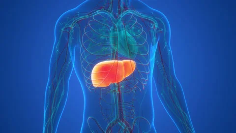 Human Internal Digestive Organ Liver Anatomy Animation Concept 库存影片 169634912