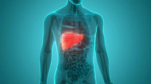 Human Internal Digestive Organ Liver Anatomy Animation Concept Vídeo Stock 169634928