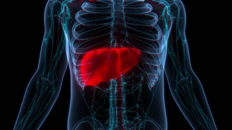 Human Internal Digestive Organ Liver Anatomy Animation Concept Видео 169637268