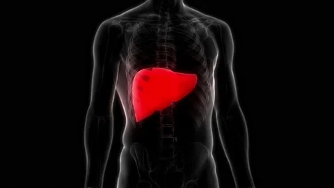 Human Internal Digestive Organ Liver Anatomy Animation Concept Vidéo 169637371