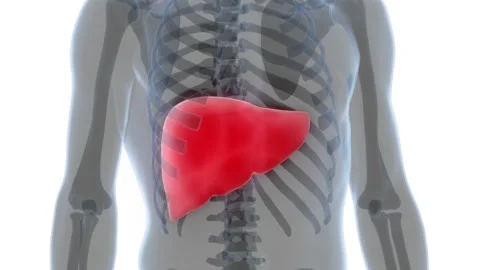 Human Internal Digestive Organ Liver Anatomy Animation Concept Vídeos de archivo 169637490