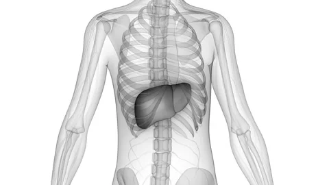Human Internal Digestive Organ Liver Anatomy Animation Concept Vídeos de archivo 200858755