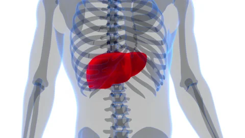 Human Internal Digestive Organ Liver Anatomy Animation Concept Stock Footage 200859442
