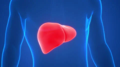 Human Internal Digestive Organ Liver Anatomy Animation Concept 库存影片 200859523