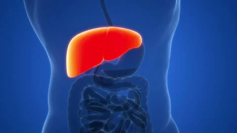 Human Internal Digestive Organ Liver Anatomy Animation Concept Stock Footage 200860177