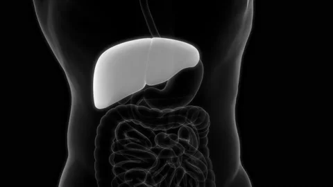 Human Internal Digestive Organ Liver Anatomy Animation Concept Stock Footage 200867903