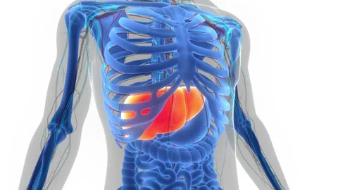 Human Internal Digestive Organ Liver Anatomy Animation Concept Stock Footage 200869205