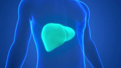 Human Internal Digestive Organ Liver Anatomy Animation Concept Stock Footage 200874705