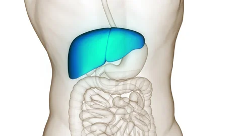 Human Internal Digestive Organ Liver Anatomy Animation Concept Stock Footage 200875909