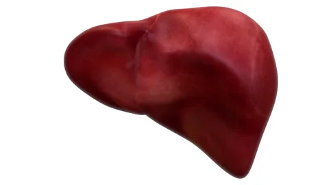 Human Internal Digestive Organ Liver Anatomy Animation Concept 스톡 동영상 286013232