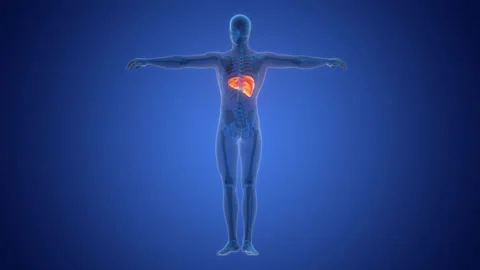 Human Internal Digestive Organ Liver Anatomy Animation Concept Stock Footage 291395219