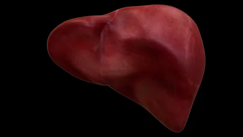 Human Internal Digestive Organ Liver Anatomy Animation Concept 스톡 동영상 303623316
