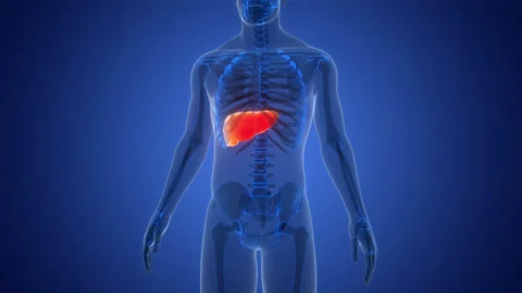 Human Internal Digestive Organ Liver Anatomy Animation Concept Stock Footage 307391978